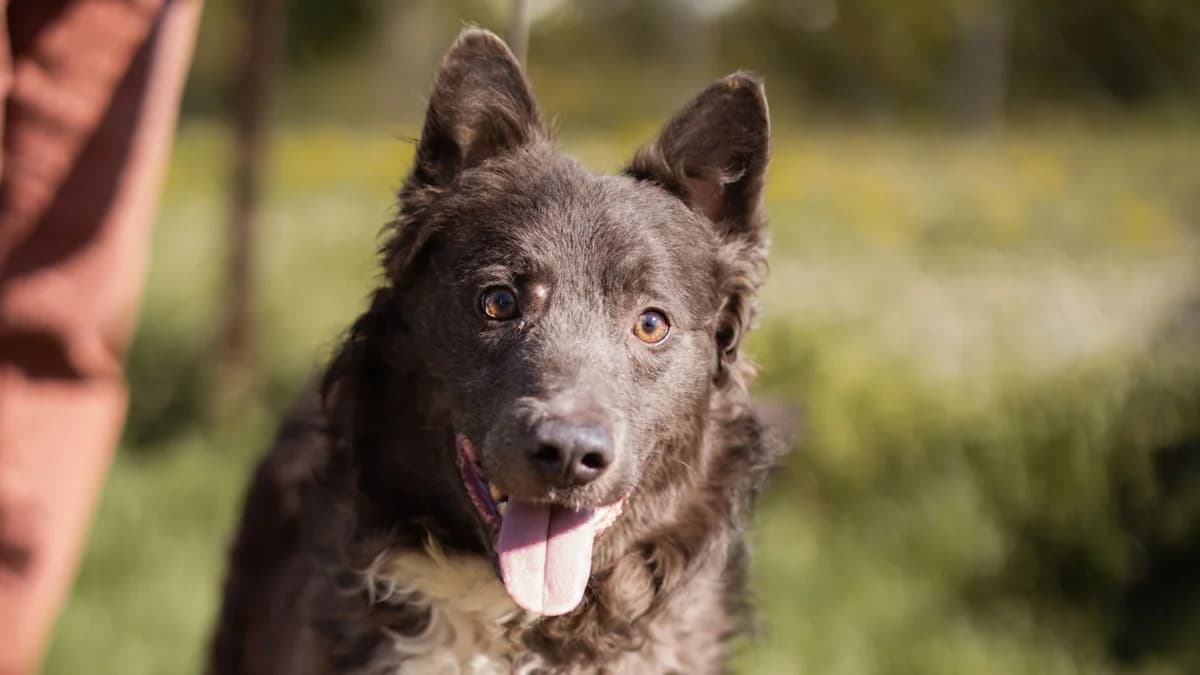 Bluey, weiß male young Mixed Breed for adoption at Nordic Strays e.V.