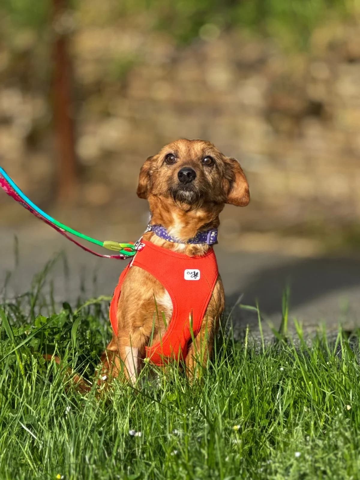 Dunij, female young Mixed Breed for adoption at Nordic Strays e.V.