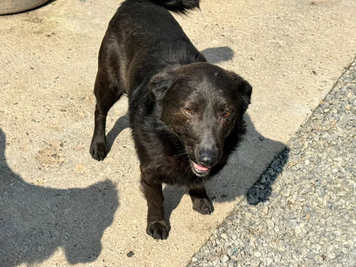Basti, male young Mixed Breed for adoption at Nordic Strays e.V.