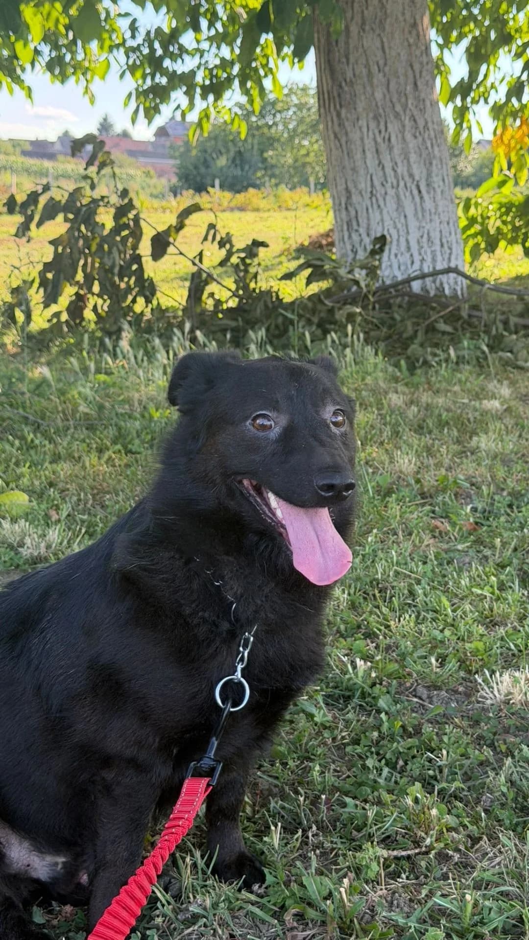 Basti, male young Mixed Breed for adoption at Nordic Strays e.V.