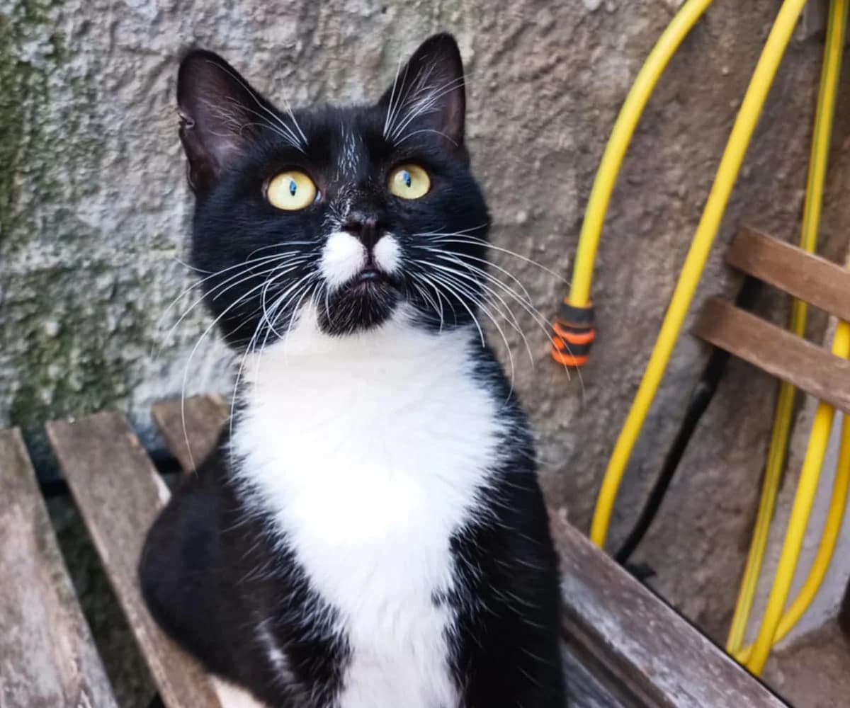 Miso (reserviert), male Mixed Breed for adoption at Nordic Strays e.V.