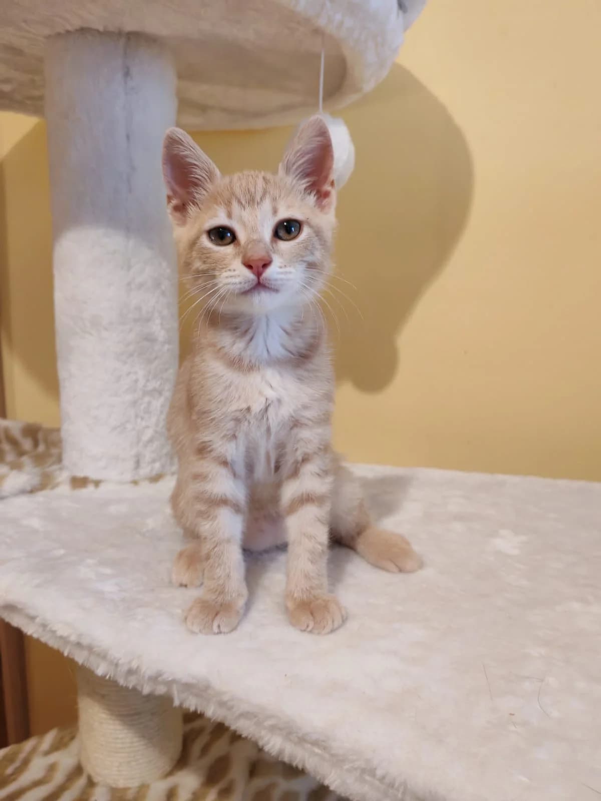 Malachi, male puppy Mixed Breed for adoption at Nordic Strays e.V.