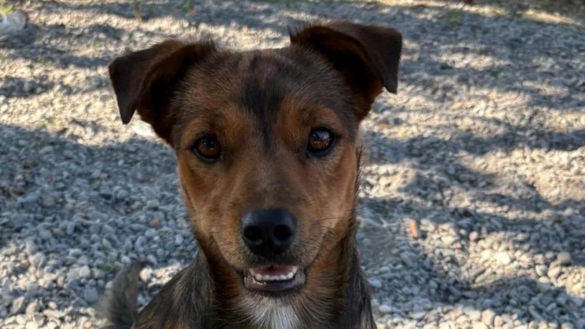 Roni, male young Mixed Breed for adoption at Nordic Strays e.V.