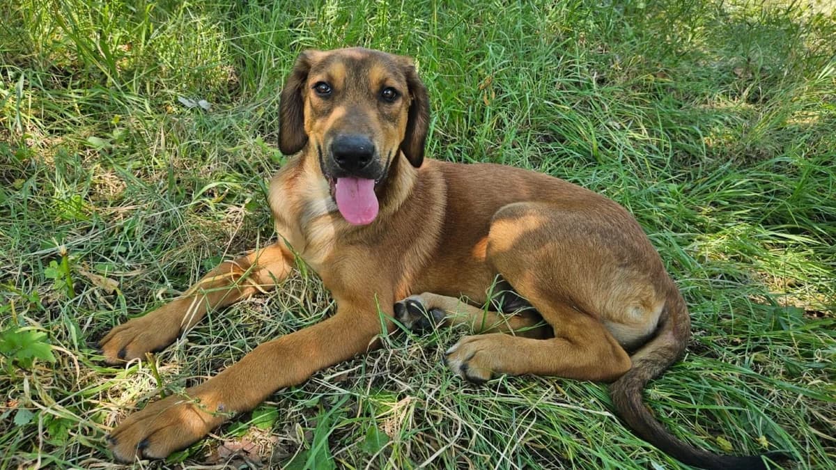 Casper (20251 Hamburg), male puppy Mixed Breed for adoption at Nordic Strays e.V.