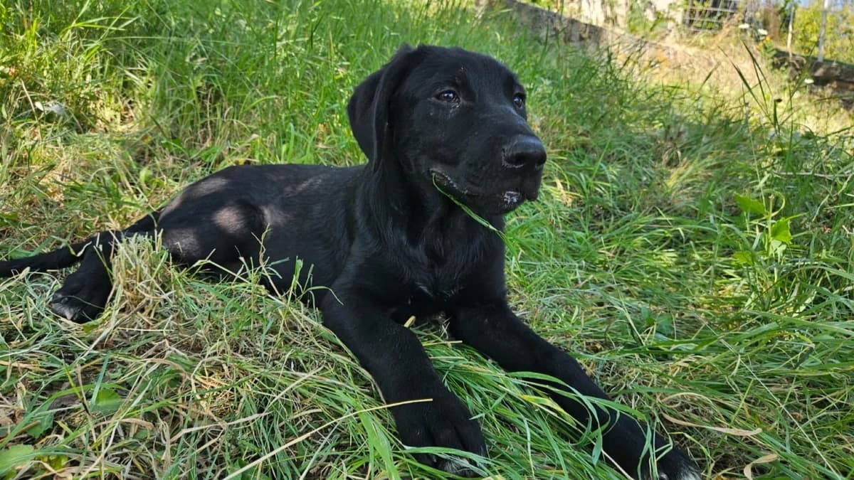 Pablo, male puppy Mixed Breed for adoption at Nordic Strays e.V.