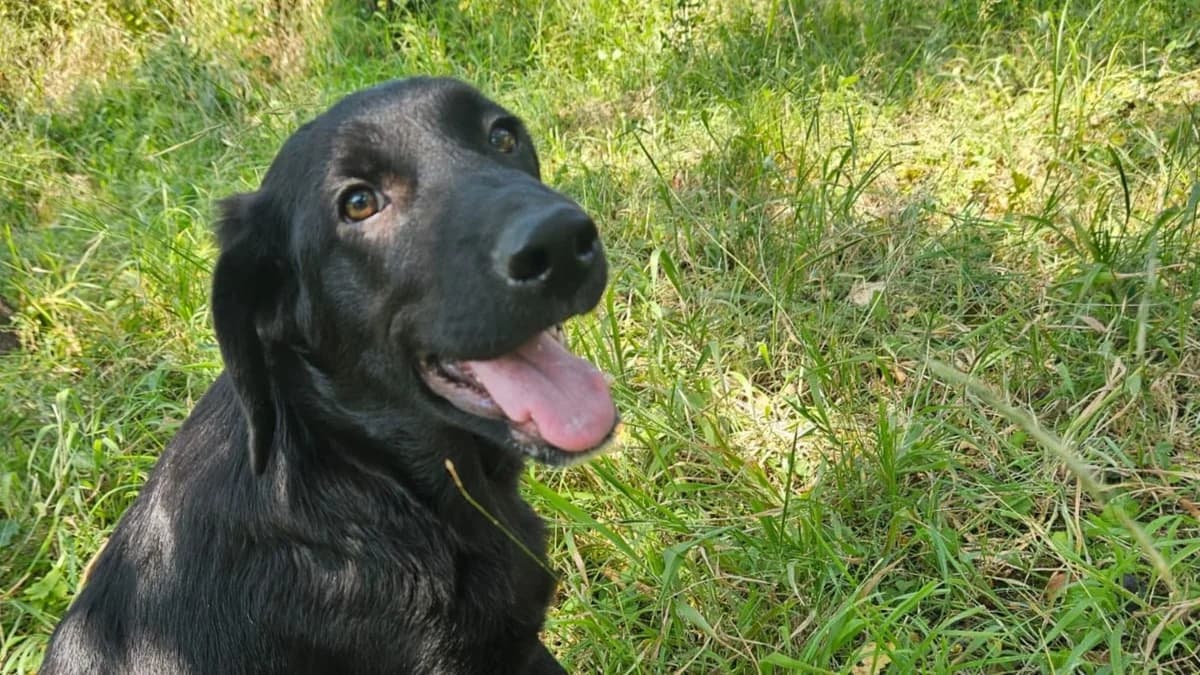 Rex, male puppy Mixed Breed for adoption at Nordic Strays e.V.