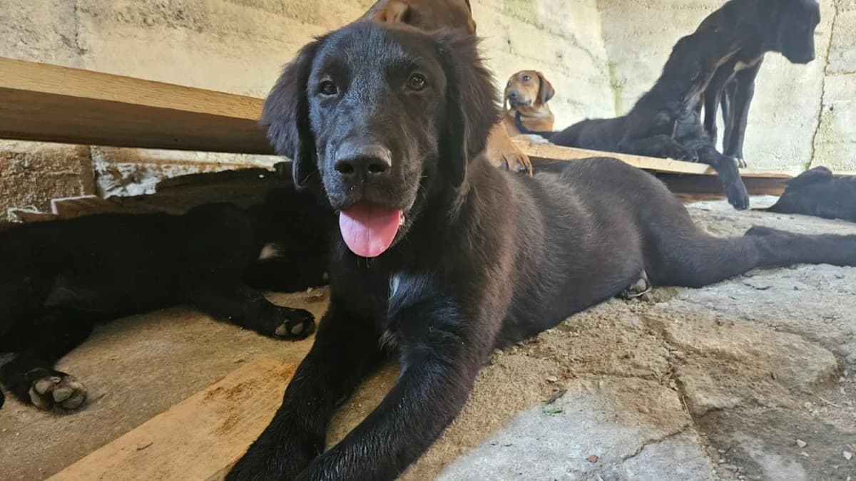 Hugi, male puppy Mixed Breed for adoption at Nordic Strays e.V.