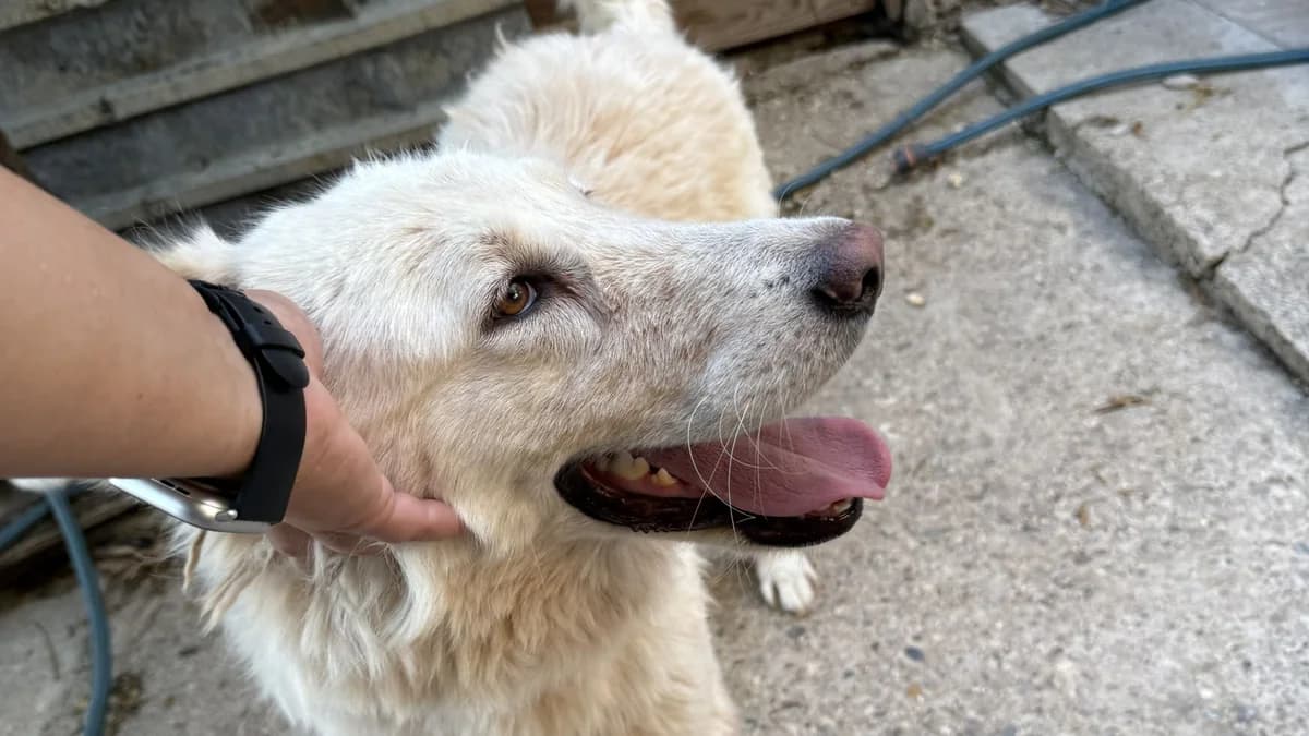 Duška, gold female young Mixed Breed for adoption at Nordic Strays e.V.