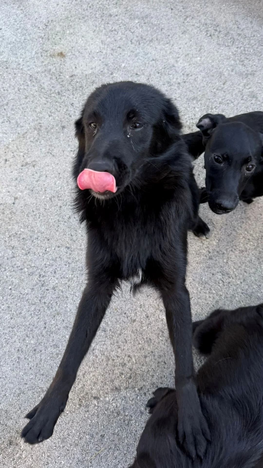 Lotta, male puppy Mixed Breed for adoption at Nordic Strays e.V.