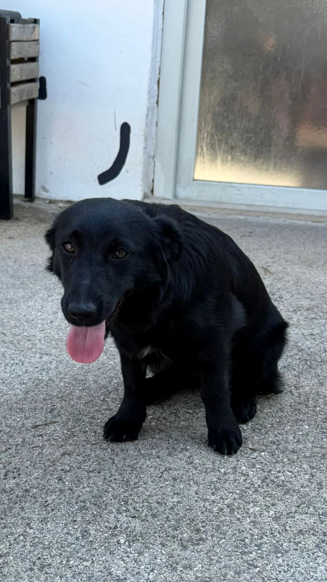 Ria, male puppy Mixed Breed for adoption at Nordic Strays e.V.