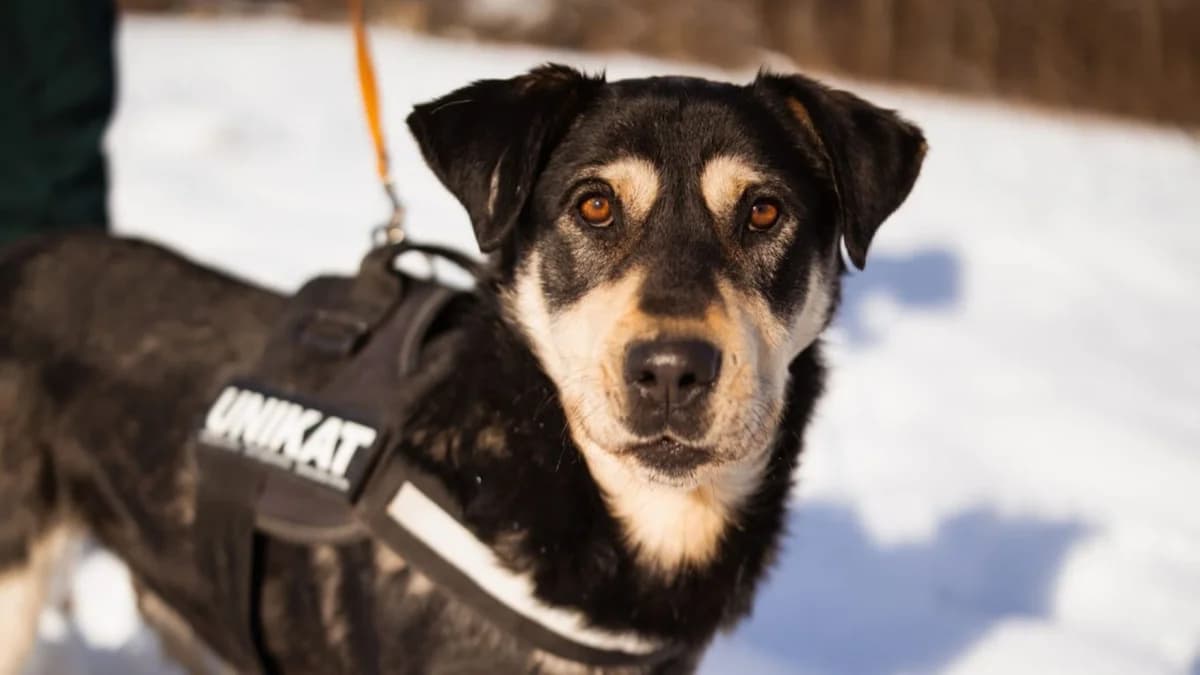 Dustin, male 5yo Mixed Breed for adoption at Nordic Strays e.V.
