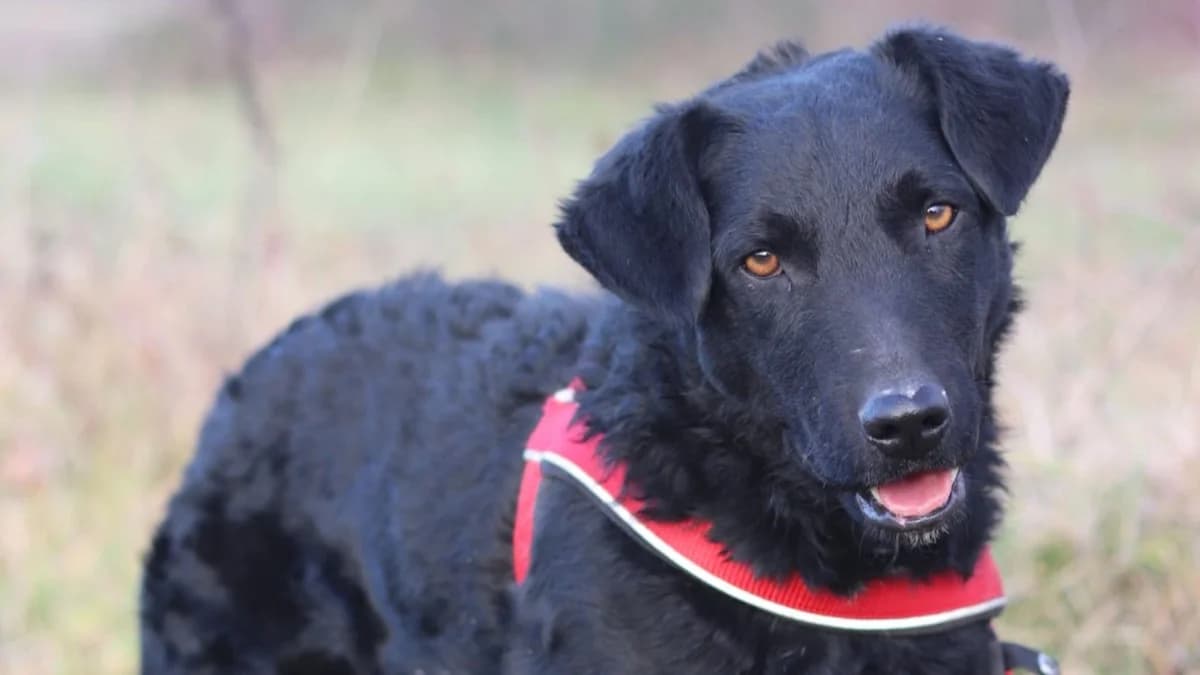 Bono, male 3yo German Shepherd for adoption at Nordic Strays e.V.