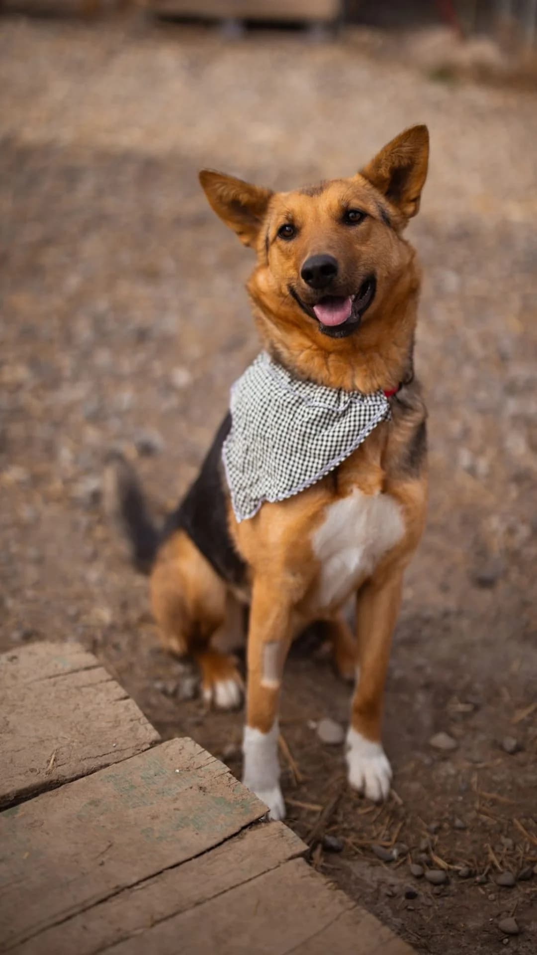Zima, weiß female young German Shepherd for adoption at Nordic Strays e.V.