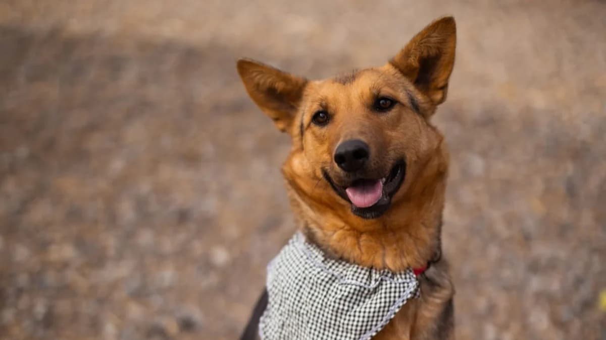 Zima, weiß male young German Shepherd for adoption at Nordic Strays e.V.