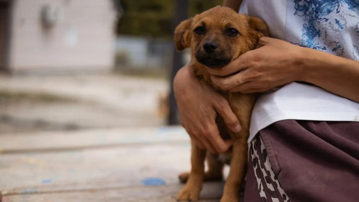 Marina, female puppy Mixed Breed for adoption at Nordic Strays e.V.