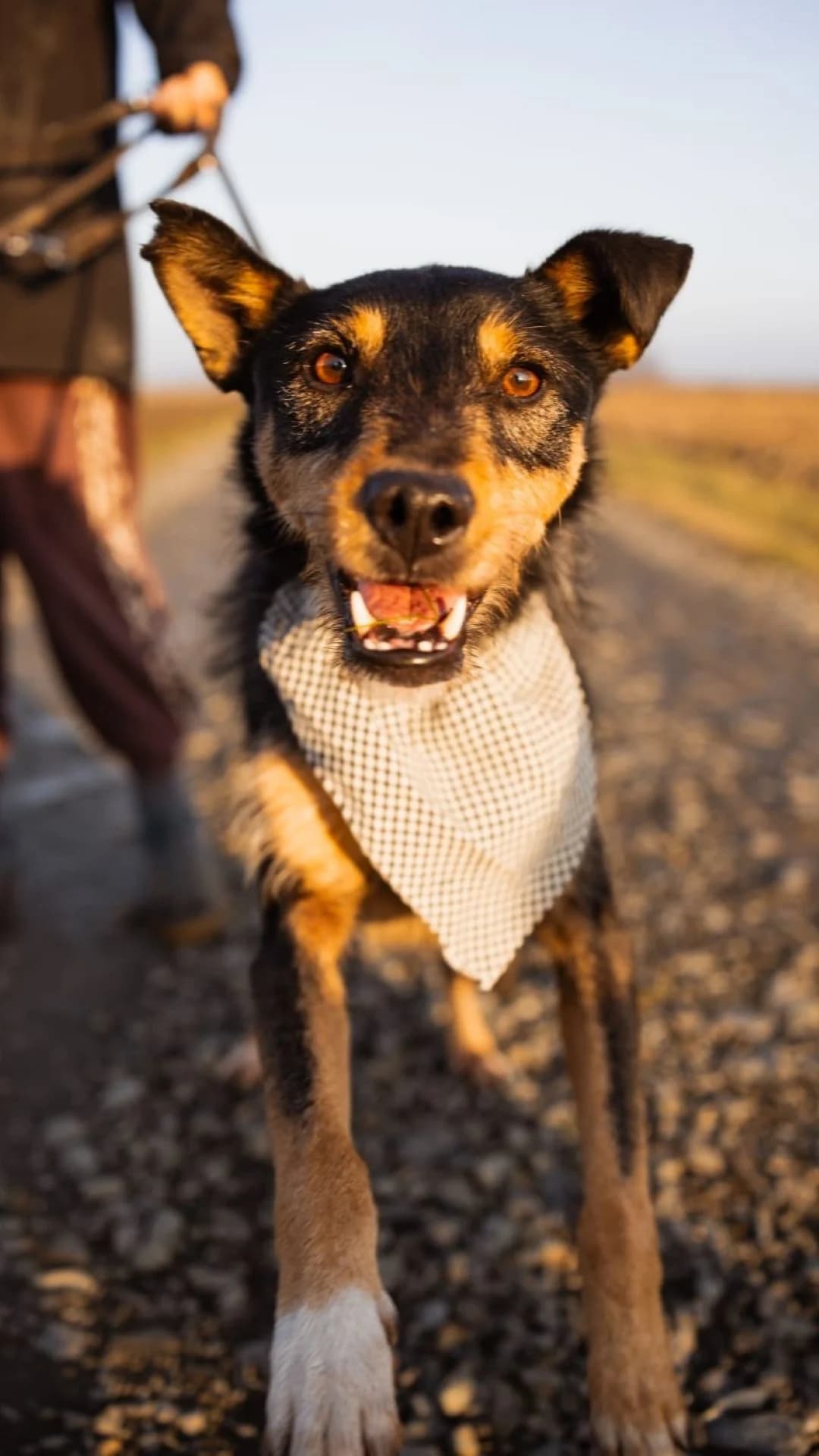 Teri, male 4yo Mixed Breed for adoption at Nordic Strays e.V.