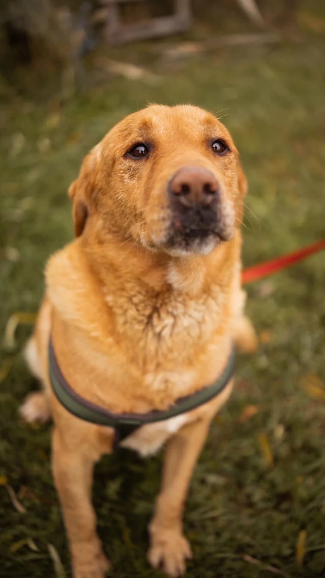 Rokki, male 7yo Labrador Retriever for adoption at Nordic Strays e.V.