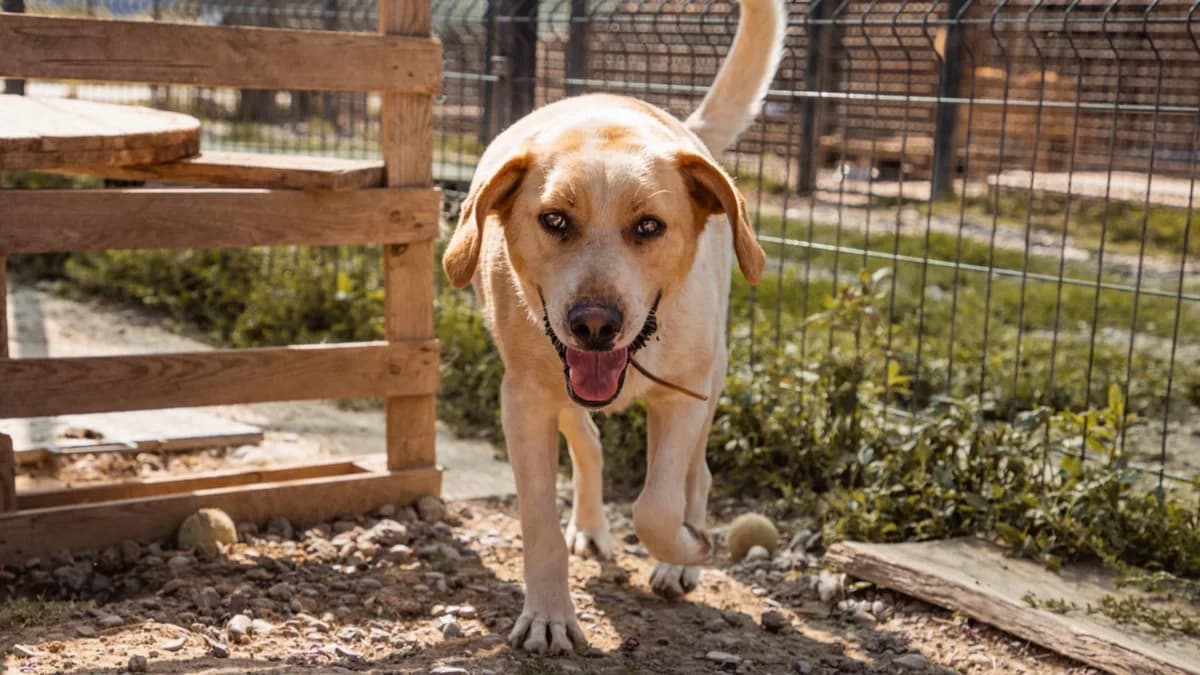 Alfonso, male 4yo Mixed Breed for adoption at Nordic Strays e.V.
