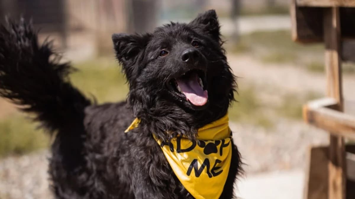 Lolek, male 3yo German Shepherd for adoption at Nordic Strays e.V.