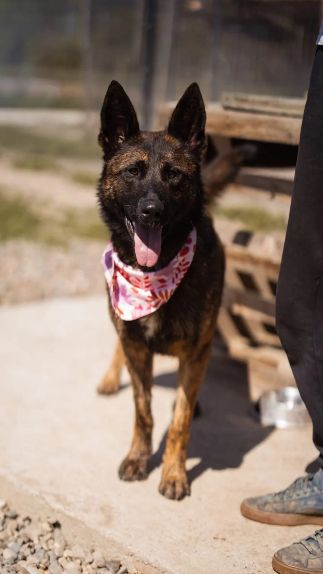 Ciska, schwarz female young German Shepherd for adoption at Nordic Strays e.V.