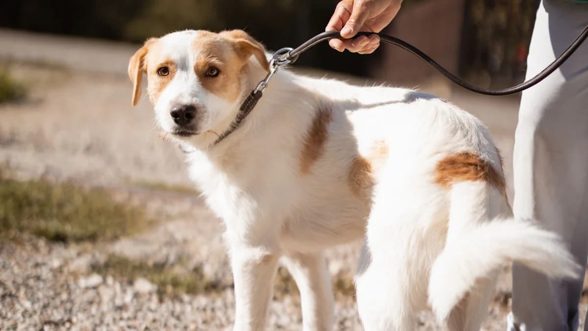 Charlie (99718 Greußen), male 4yo Mixed Breed for adoption at Nordic Strays e.V.