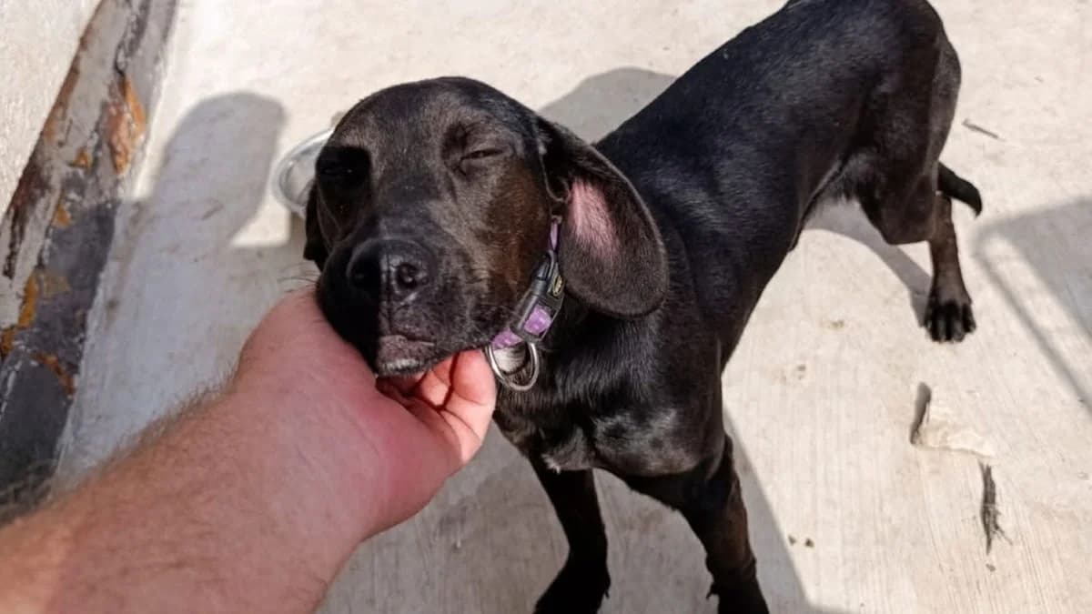 Luna, female young Mixed Breed for adoption at Nordic Strays e.V.
