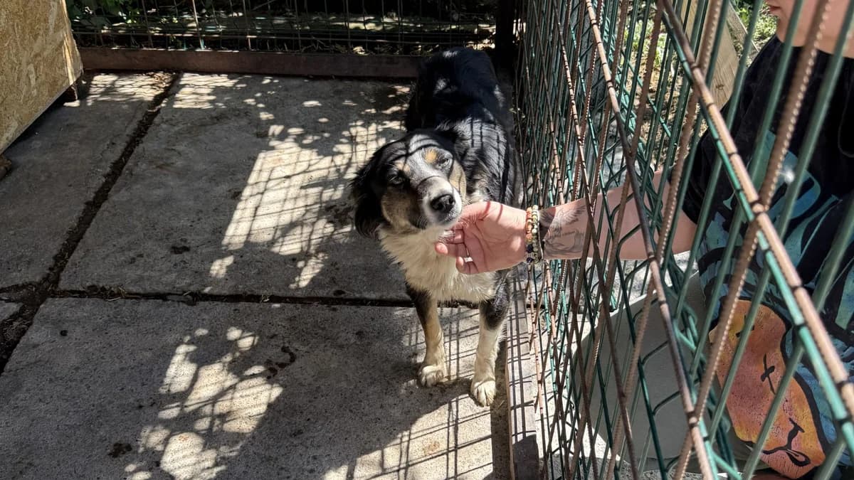 Milly, female Mixed Breed for adoption at Nordic Strays e.V.