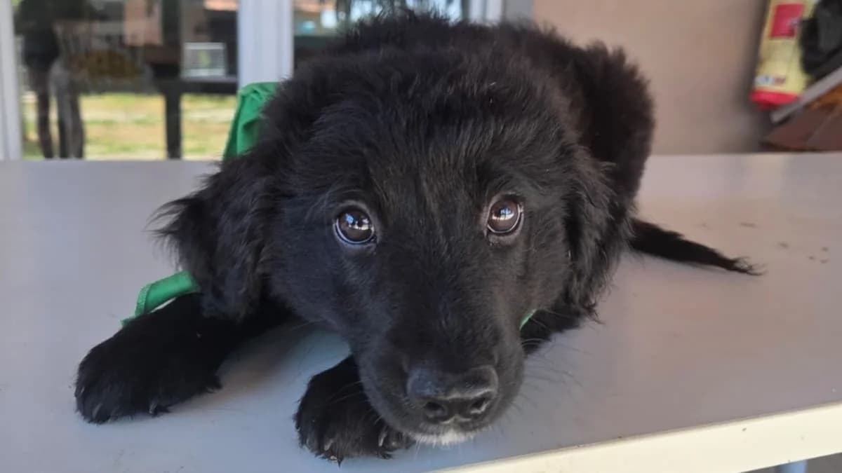 Nejt, male puppy Mixed Breed for adoption at Nordic Strays e.V.