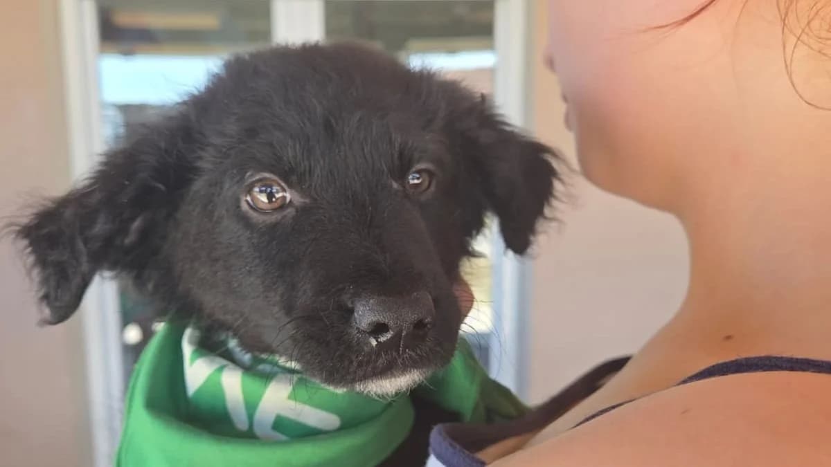 Niron, male puppy Mixed Breed for adoption at Nordic Strays e.V.