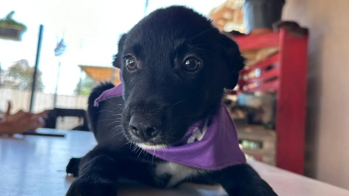 Nox, weiß male puppy Mixed Breed for adoption at Nordic Strays e.V.