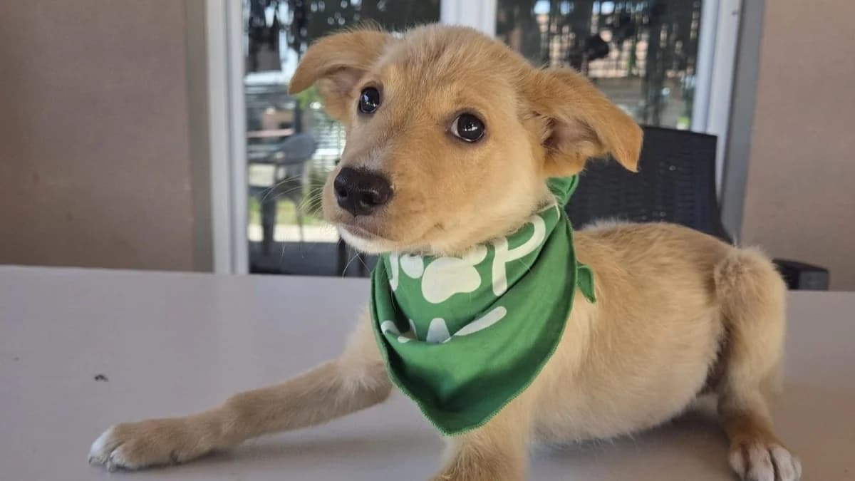 Nori, male puppy Mixed Breed for adoption at Nordic Strays e.V.