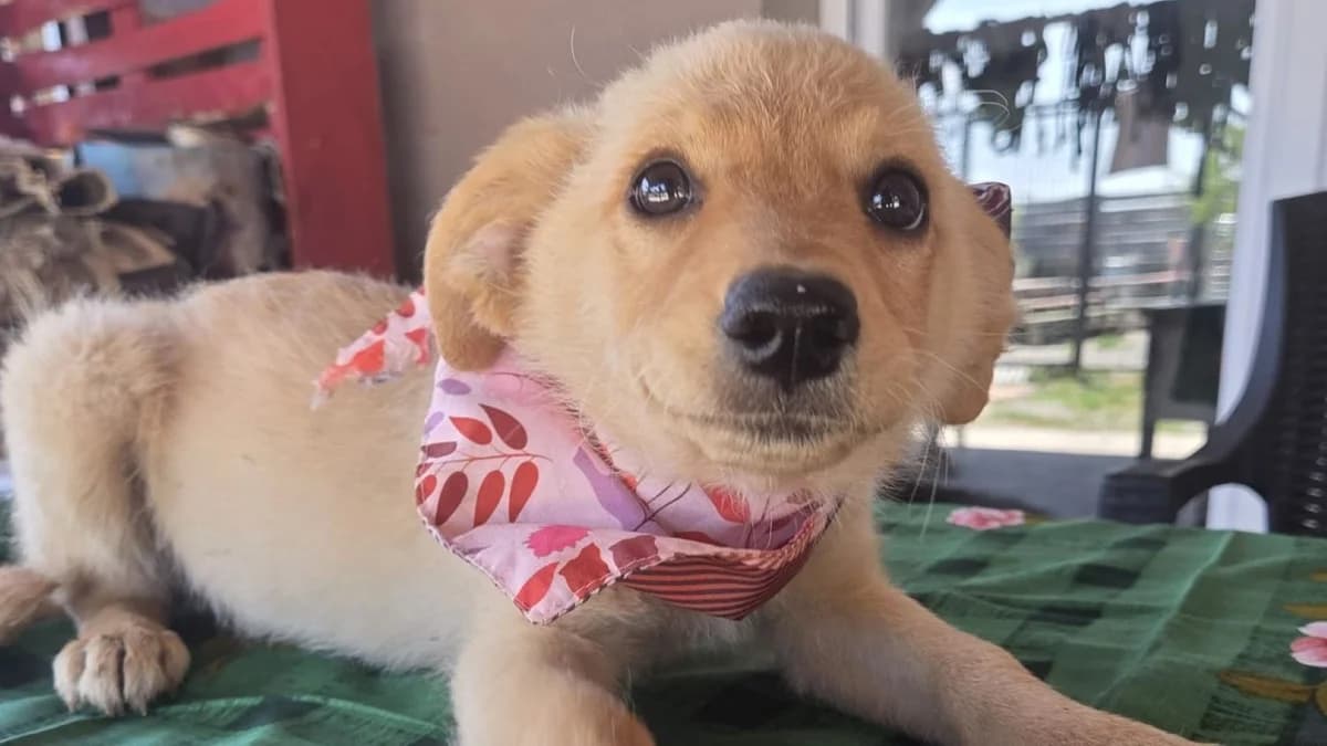 Nira, male puppy Mixed Breed for adoption at Nordic Strays e.V.