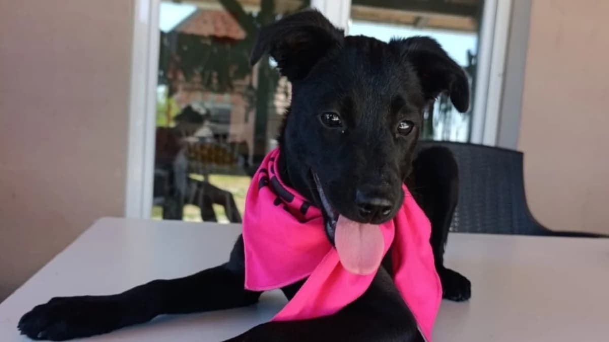 Iva, female puppy Mixed Breed for adoption at Nordic Strays e.V.