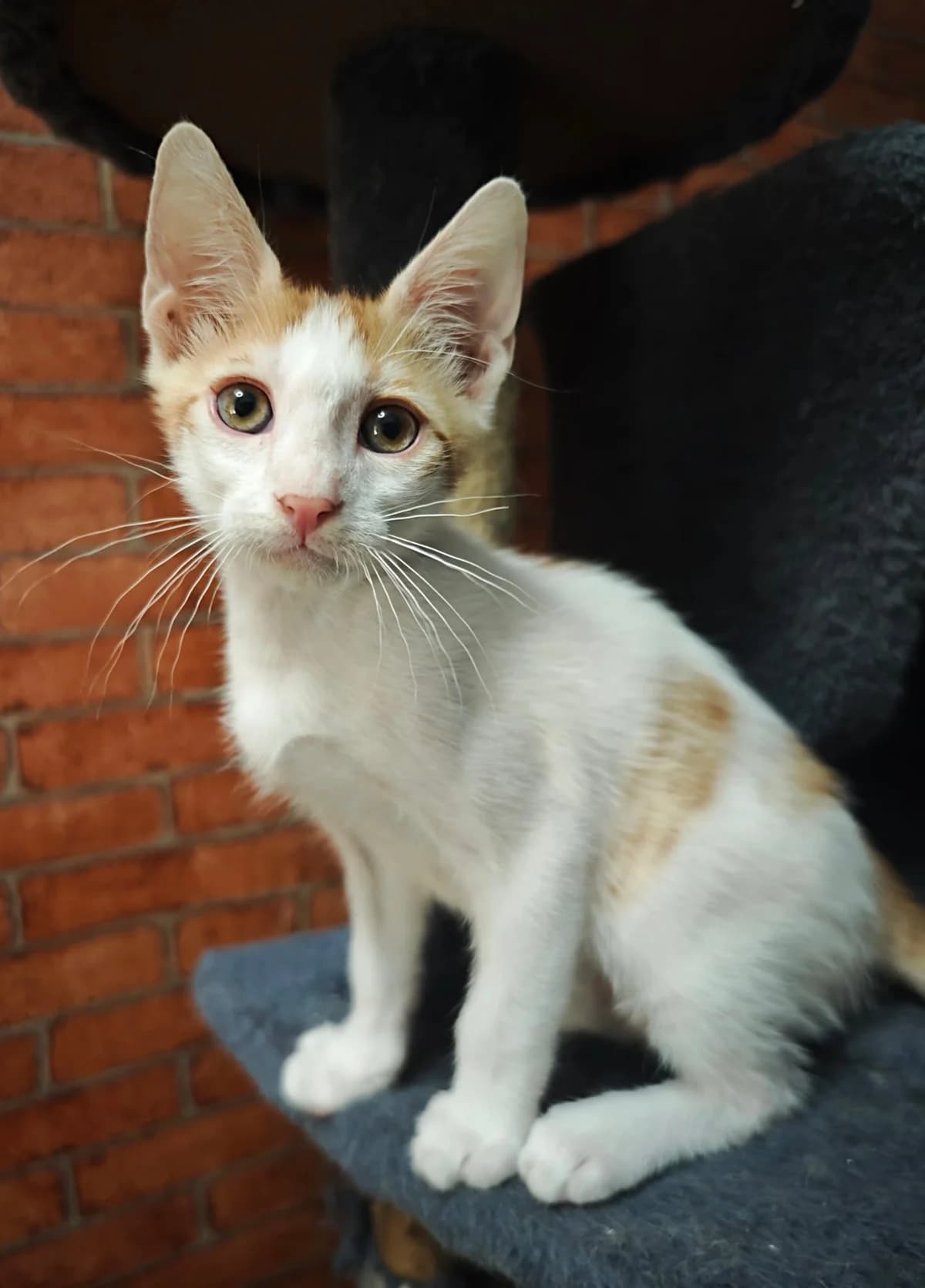 London, male puppy Mixed Breed for adoption at Nordic Strays e.V.