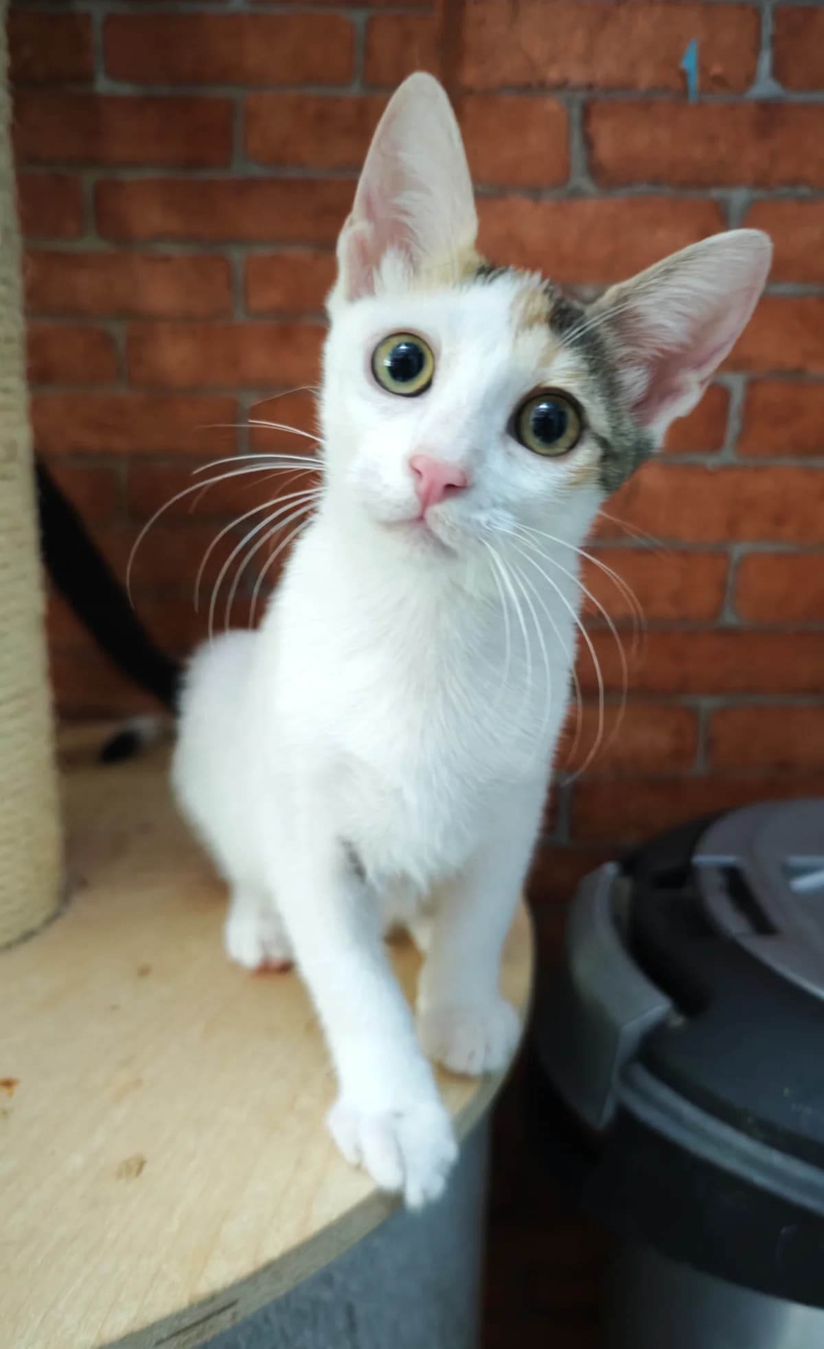Paris, female puppy Mixed Breed for adoption at Nordic Strays e.V.