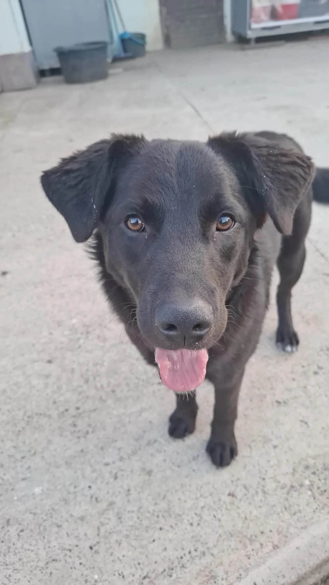 Lugano, male young Mixed Breed for adoption at Nordic Strays e.V.