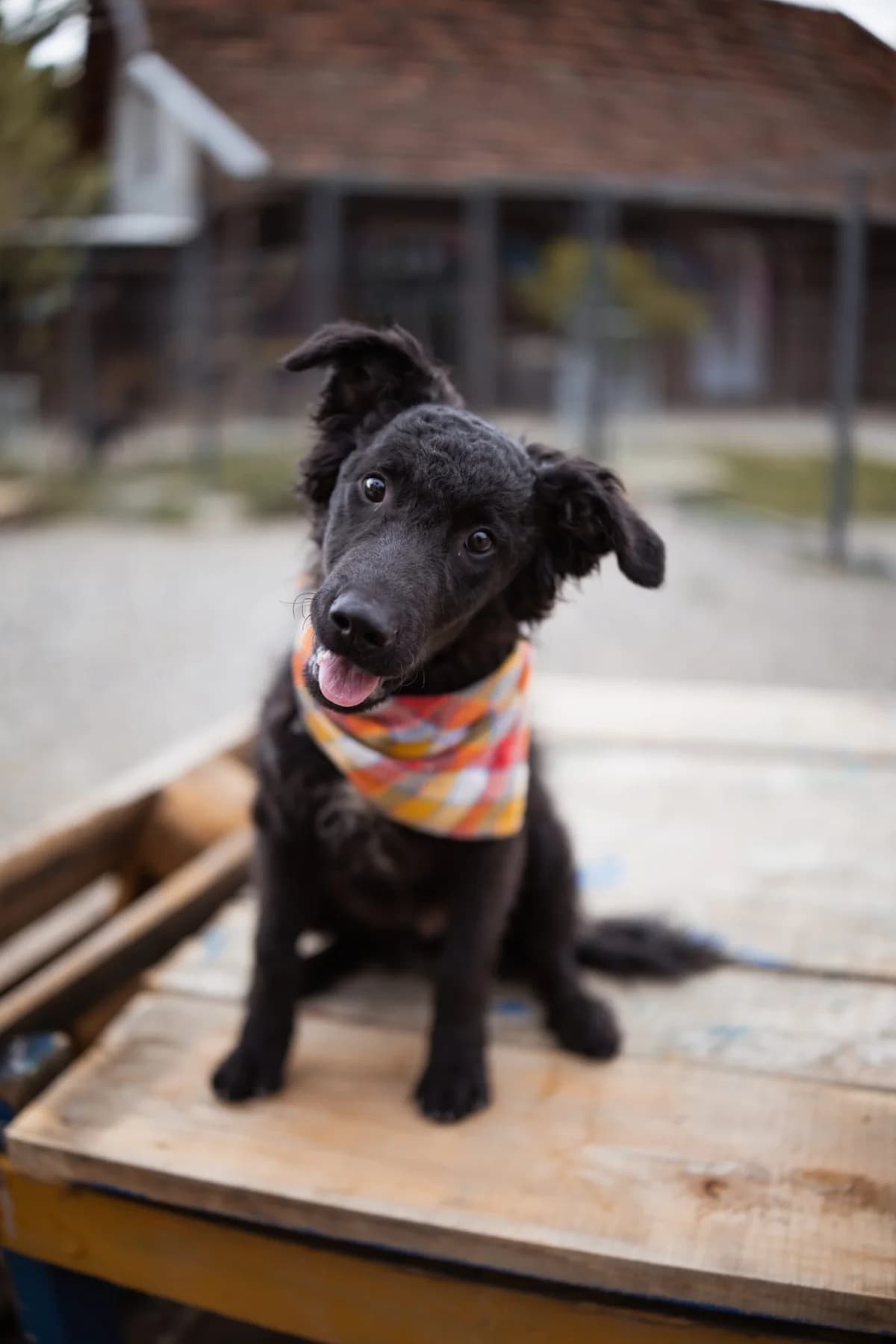 Jadro, male puppy Mixed Breed for adoption at Nordic Strays e.V.