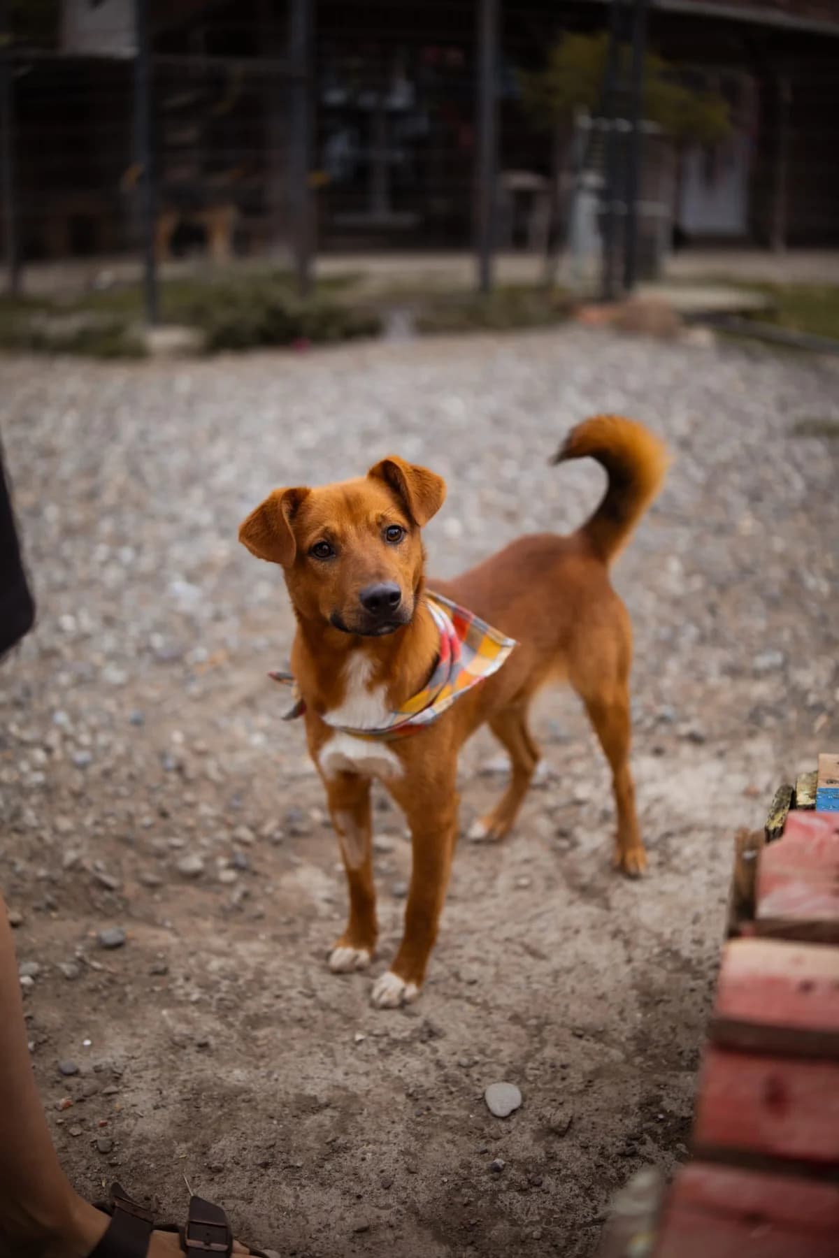 Dobbby, male puppy Mixed Breed for adoption at Nordic Strays e.V.