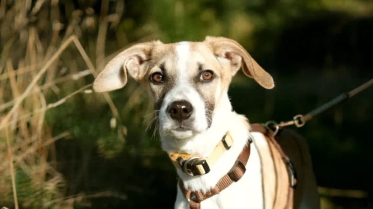 Darla (58135 Hagen), male puppy Mixed Breed for adoption at Nordic Strays e.V.