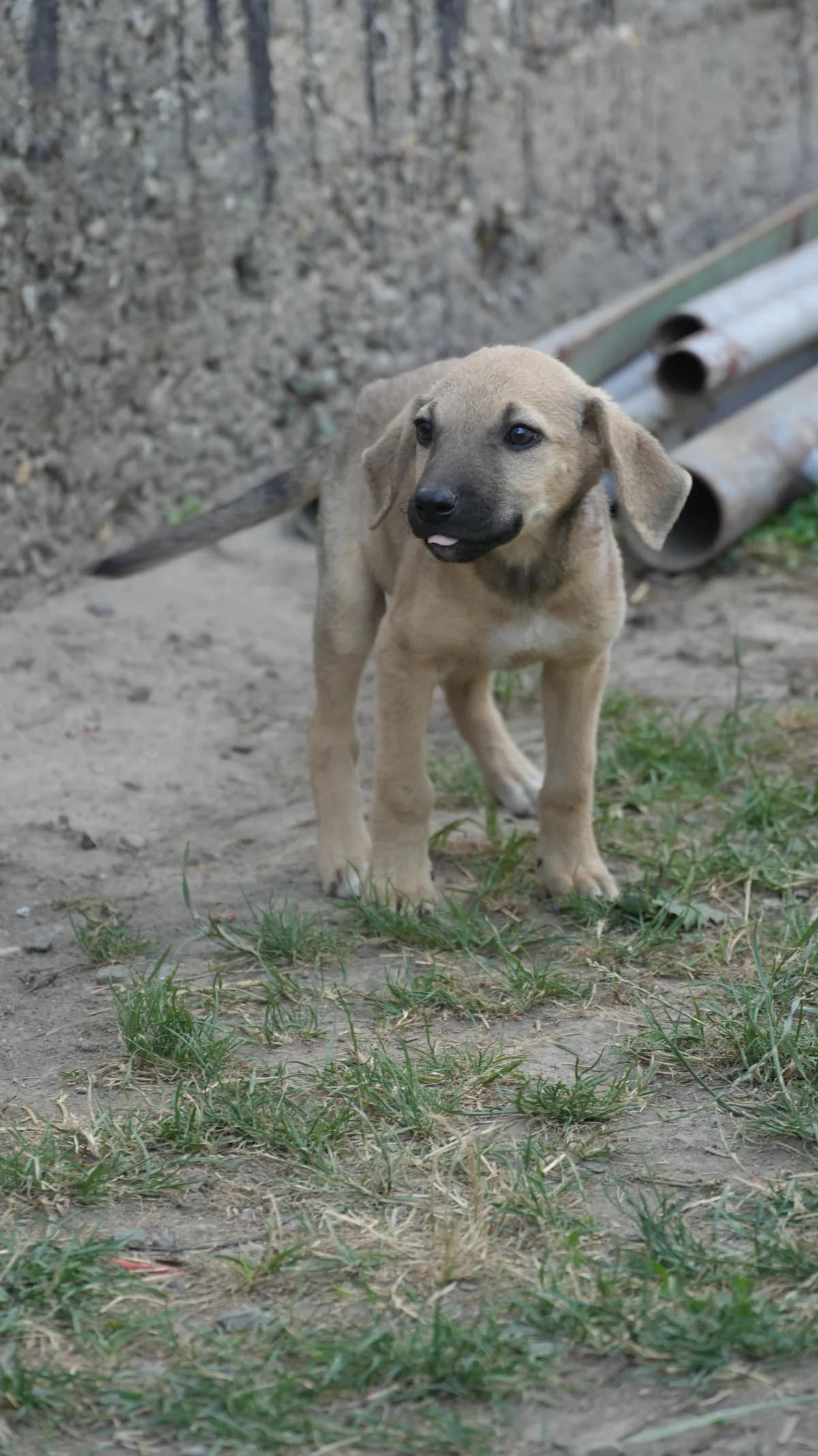 Winnie, male puppy Mixed Breed for adoption at Nordic Strays e.V.