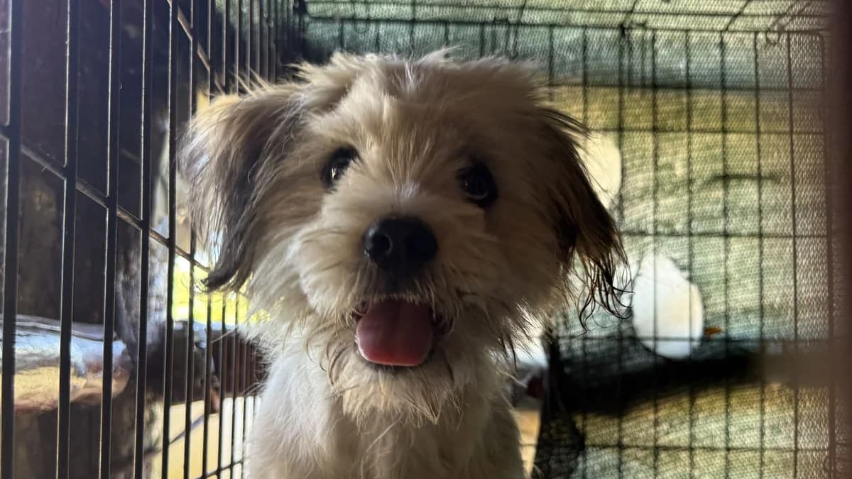 Lulu, male puppy Mixed Breed for adoption at Nordic Strays e.V.