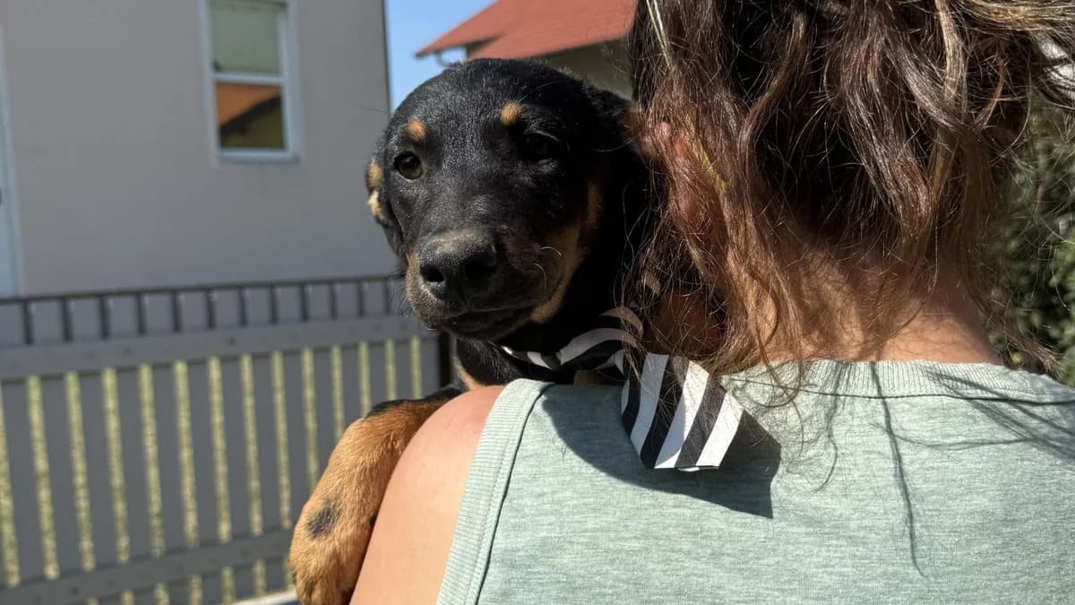 Layka, schwarz male puppy Mixed Breed for adoption at Nordic Strays e.V.