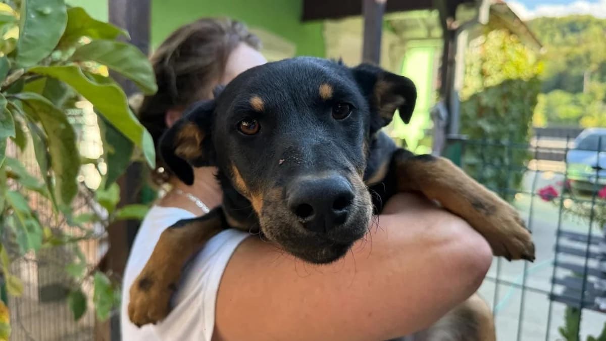 Layka, schwarz male puppy Mixed Breed for adoption at Nordic Strays e.V.