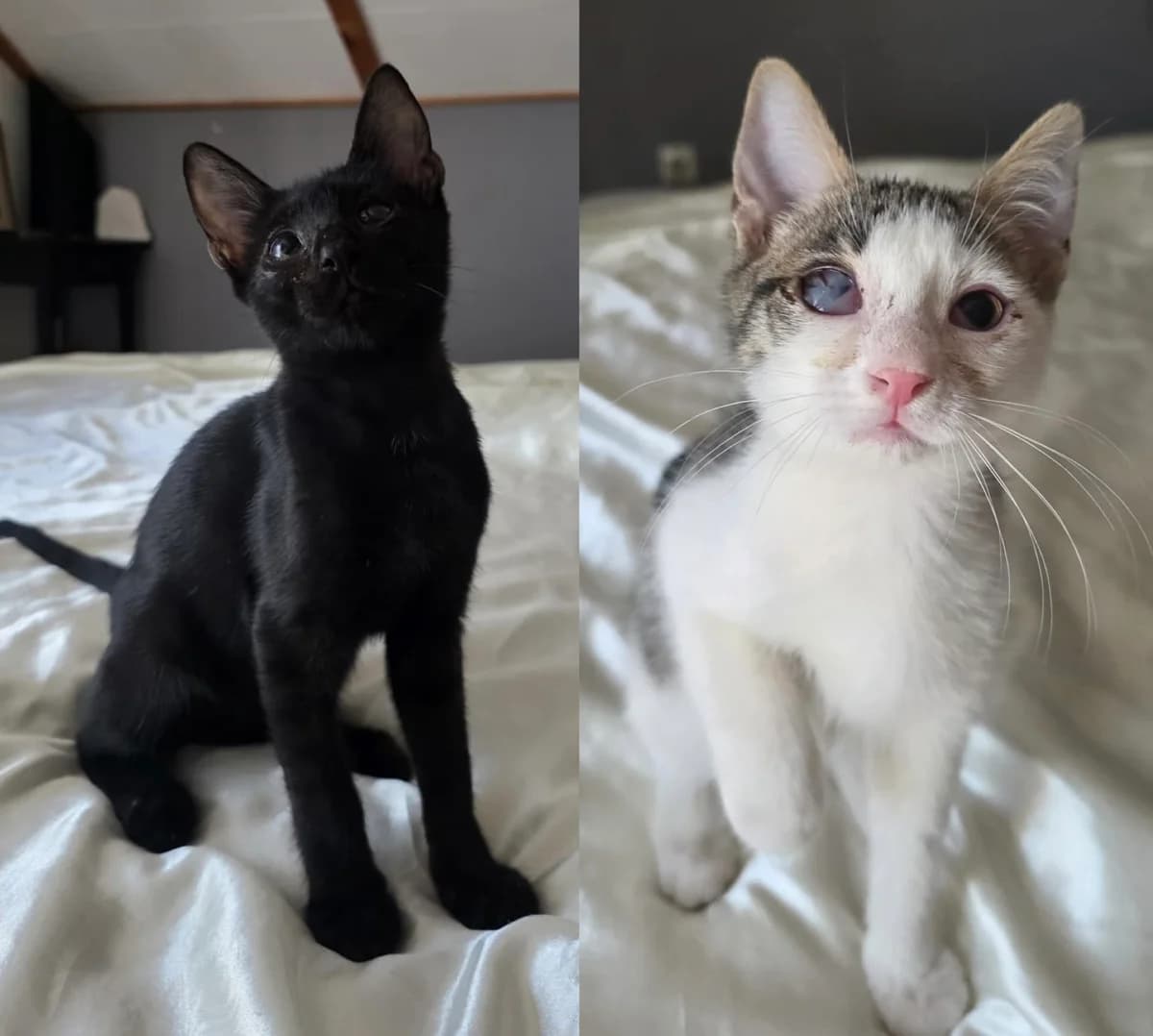 Maja &, male Mixed Breed for adoption at Nordic Strays e.V.