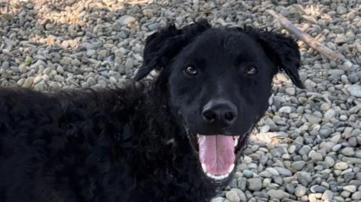 Monty, male young German Shepherd for adoption at Nordic Strays e.V.
