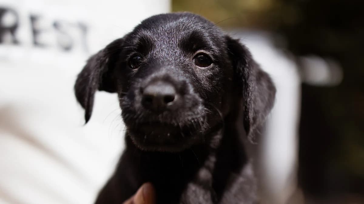 Emmi, male puppy Mixed Breed for adoption at Nordic Strays e.V.