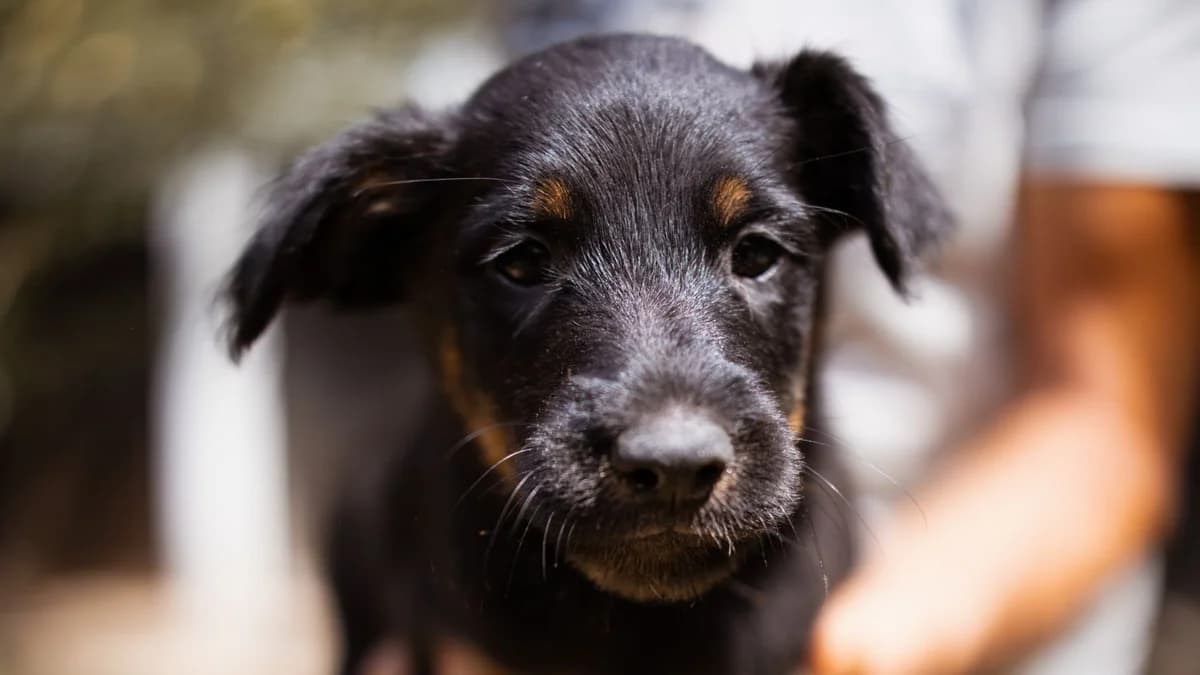 Elli, female puppy Mixed Breed for adoption at Nordic Strays e.V.