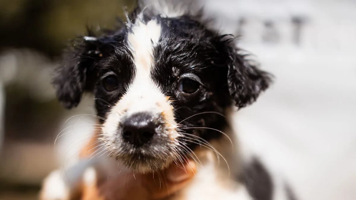 Namenspate gesucht –, female puppy Mixed Breed for adoption at Nordic Strays e.V.