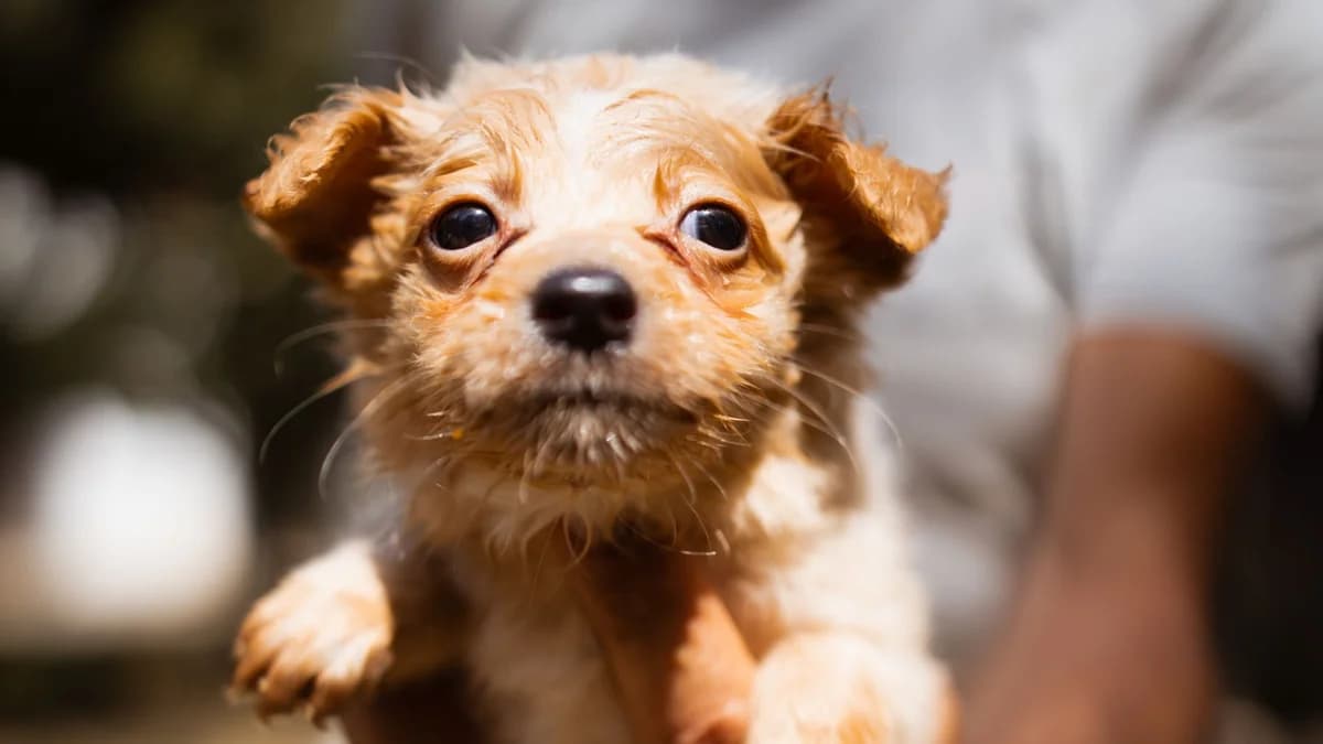 BΓ€r, male young Mixed Breed for adoption at Nordic Strays e.V.
