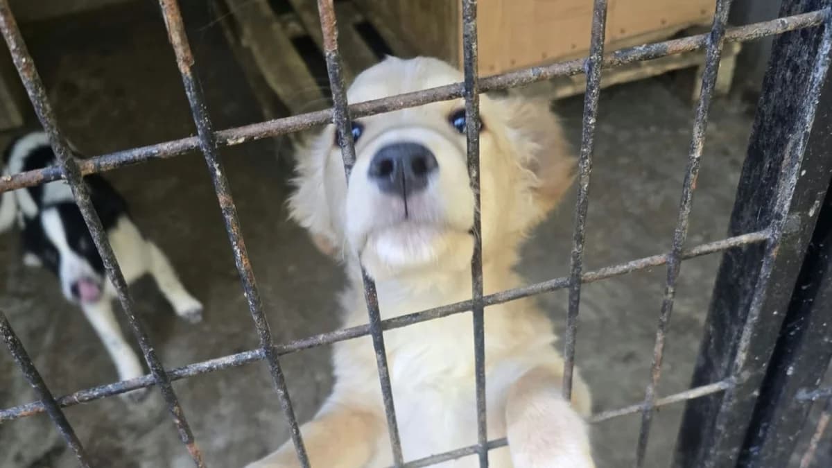 Bär, male young Mixed Breed for adoption at Nordic Strays e.V.